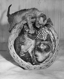 Three Siamese kittens with wastepaper basket Three Siamese kittens with wastepaper basket