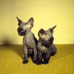 Two Siamese kittens with yellow background Two Siamese kittens with yellow background