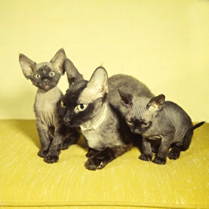 Siamese mother cat and two kittens with yellow background Siamese mother cat and two kittens with yellow background