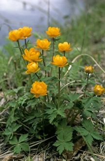 Siberian globeflower flowering on river Taz bank, spring Siberian globeflower flowering on river Taz bank, spring