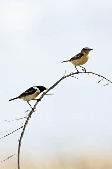 Siberian Stonechat / Asian Stonechat - adult pair Siberian Stonechat / Asian Stonechat - adult pair