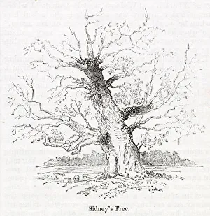 Sidney's oak tree at Penshurst, Tonbridge, Kent Sidney's oak tree at Penshurst, Tonbridge, Kent