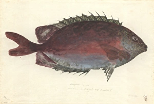 Siganus punctatus, goldspotted spinefoot Siganus punctatus, goldspotted spinefoot