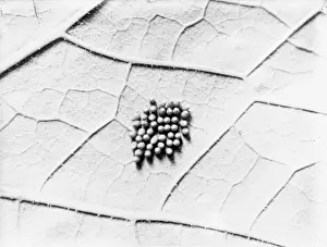 Silkworm Eggs Print, 1930s