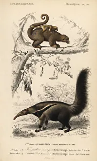 Silky anteater, Cyclopes didactylus, and giant Silky anteater, Cyclopes didactylus, and giant