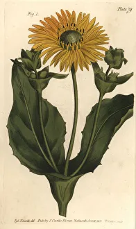 Silphium or rosinweed, Silphium asteriscus Silphium or rosinweed, Silphium asteriscus