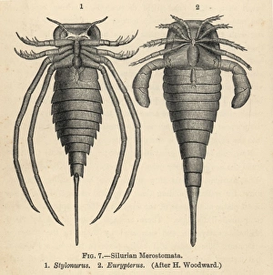 Silurian merostomata or sea scorpions Silurian merostomata or sea scorpions