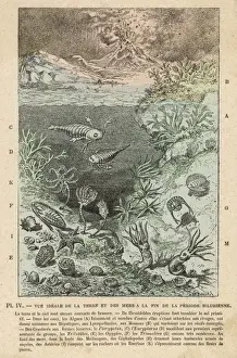 Prehistoric Sea Creatures Prints: Silurian Scene