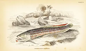Silver arowana, Osteoglossum bicirrhosum Silver arowana, Osteoglossum bicirrhosum