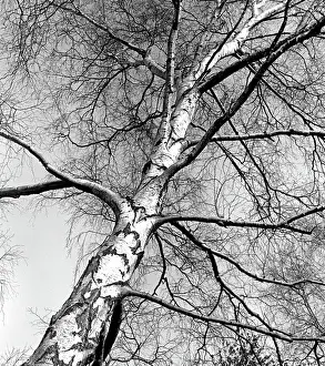 Winter Landscape Photography Prints: A Silver birch tree - winter
