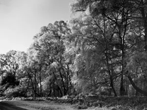 Silver Birch Trees Prints: Silver Birches