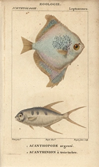 Silver moony, Monodactylus argenteus, and pompano Silver moony, Monodactylus argenteus, and pompano