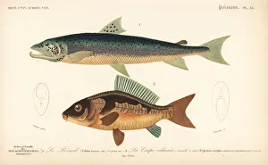 Silver salmon and common carp (vulnerable) Silver salmon and common carp (vulnerable)