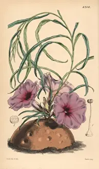Handcoloured Botanical Prints: Simple stalked ipomaea, Ipomaea simplex