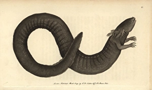 Siren or greater siren, Siren lacertina Eel-like Siren or greater siren, Siren lacertina Eel-like