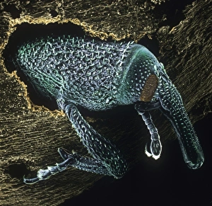 Sitophilus granarius, grain weevil Sitophilus granarius, grain weevil