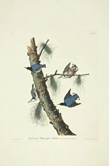 Sitta carolinensis, white-breasted nuthatch Sitta carolinensis, white-breasted nuthatch