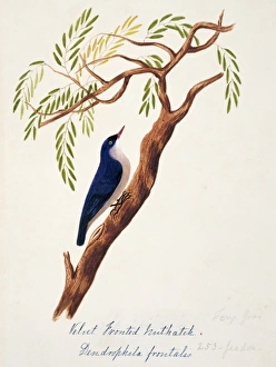 Sitta frontalis, velvet-fronted nuthatch Sitta frontalis, velvet-fronted nuthatch