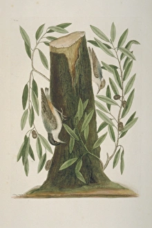 Sitta pusila, brown-headed nuthatch, Sitta carolinensis, whi Sitta pusila, brown-headed nuthatch, Sitta carolinensis, whi