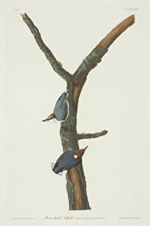 Sitta pusilla, brown-headed nuthatch Sitta pusilla, brown-headed nuthatch