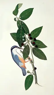 Prints of Plate 40 from a bound volume called Indian Birds Colouredd. Artrist probably Sheikh Zayn al-Din, possibly compiled by Lady Impey Nuthatch Prints: Indian Birds Coloured Print: Sitta sp. Nuthatch Plate 40