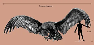 Size of Argentavis magnificens compared to a human figure Size of Argentavis magnificens compared to a human figure