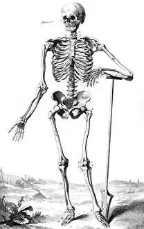 18th Century Skeleton Print, Circa 1760