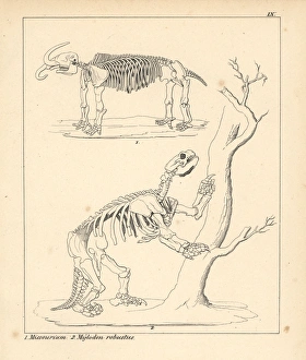Skeleton of the American mastodon, Mammut americanum Skeleton of the American mastodon, Mammut americanum