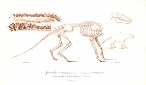 Skeleton of the Anoplotherium commune Skeleton of the Anoplotherium commune