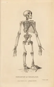 Skeleton of the common chimpanzee, Pan troglodytes Skeleton of the common chimpanzee, Pan troglodytes