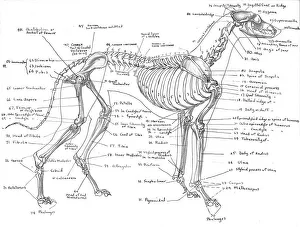 Skeleton of a greyhound