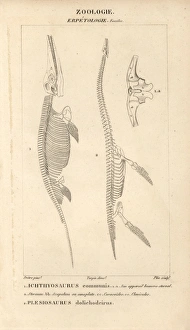 Skeleton of Ichthyosaurus communis (fish lizard) Skeleton of Ichthyosaurus communis (fish lizard)