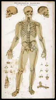 Human Body Prints: Skeleton and Ligaments Print: Anatomical Illustration of the Human Skeleton