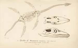 Skeleton of a Plesiosaurus dolichodeirus Skeleton of a Plesiosaurus dolichodeirus