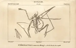 Jurassic Era Fossils Prints: Skeleton of a Pterodactylus, an extinct carnivorous