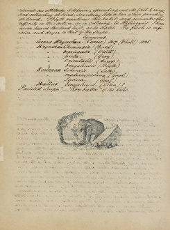 Sketch of an elephant, with descriptive notes Sketch of an elephant, with descriptive notes
