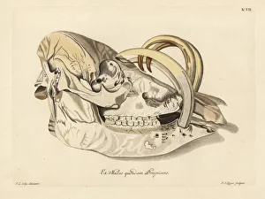 Skull of a Buru babirusa, Babyrousa babyrussa Skull of a Buru babirusa, Babyrousa babyrussa