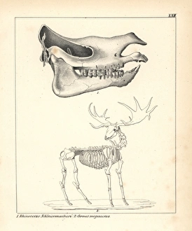 Skull of the Rhinoceros schleirmacheri Skull of the Rhinoceros schleirmacheri
