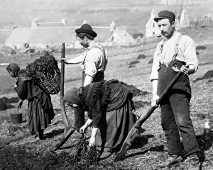 Skye crofters planting potatoes, Scotland Skye crofters planting potatoes, Scotland