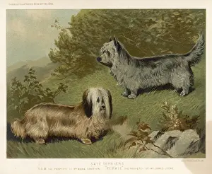 Rare Dog Breeds UK Prints: Skye Terriers (Shaw)