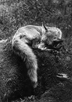 Historical Wildlife Images Prints: Sleeping Fox