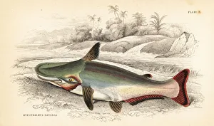 Slopehead catfish, Ageneiosus inermis Slopehead catfish, Ageneiosus inermis