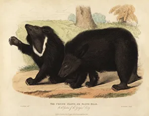 Sloth bear, Melursus ursinus. Vulnerable Sloth bear, Melursus ursinus. Vulnerable