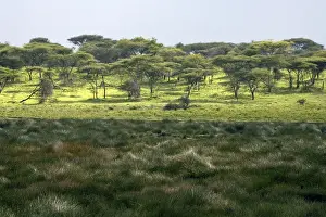 African Country Landscapes Prints: Small marsh at Ndutu