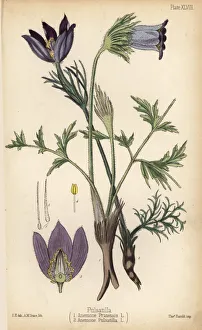 Small pasque flower, Anemone pratensis 1 Small pasque flower, Anemone pratensis 1