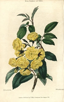 Many small yellow roses, Lady Banks rose, Rosa Many small yellow roses, Lady Banks rose, Rosa