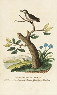 Smallest or bee hummingbird, Mellisuga helenae Smallest or bee hummingbird, Mellisuga helenae