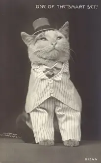 Cat Wearing Hat Prints: One of the smart set