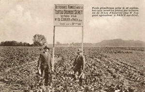 Smoked Sugar Beet plantation at Precy-sur-Oise, France Smoked Sugar Beet plantation at Precy-sur-Oise, France