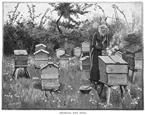 Beehive Management Techniques Prints: Smoking the Bees / Stokes